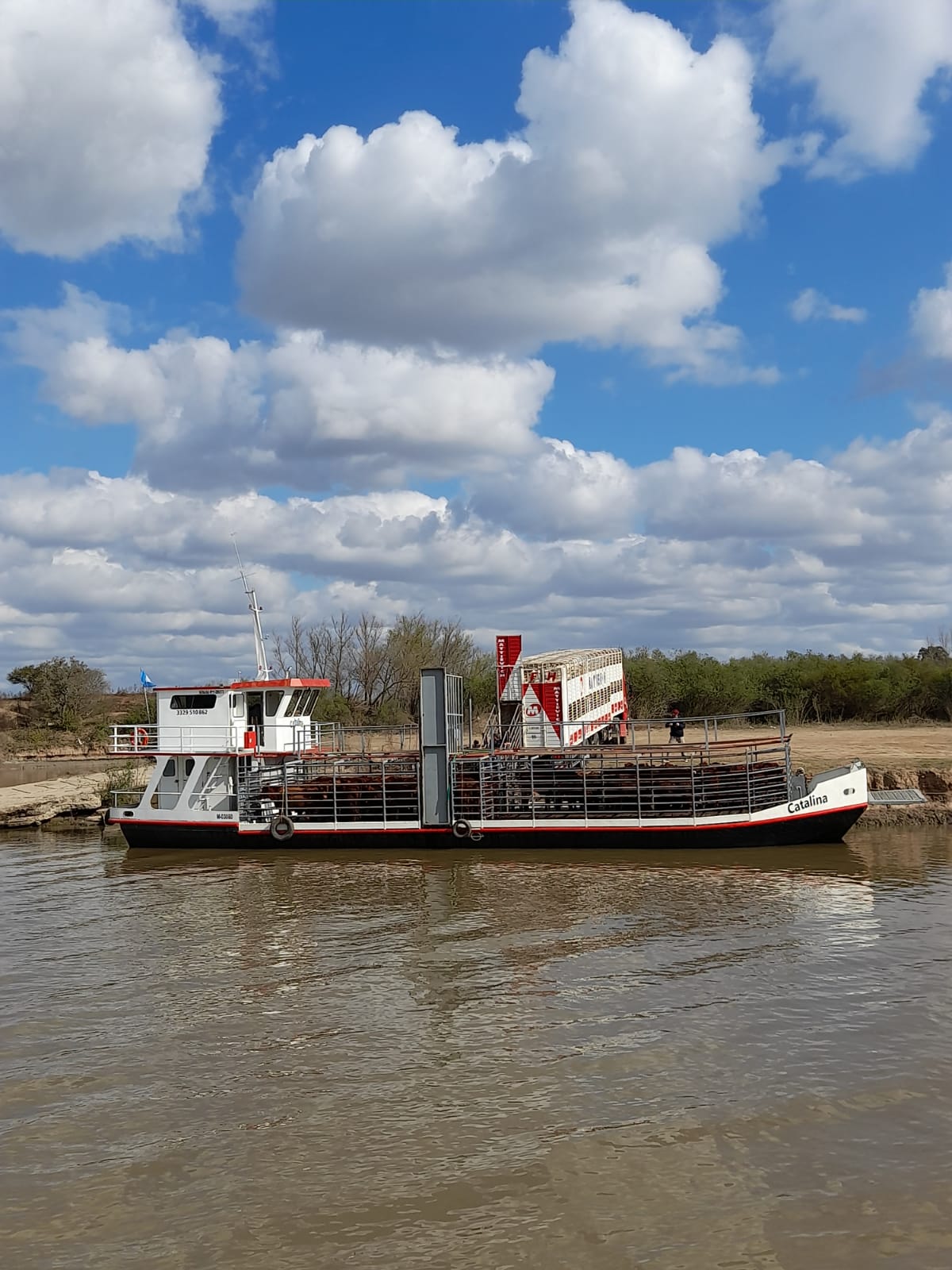 Barcaza Catalina transportando ganado con cielo nublado