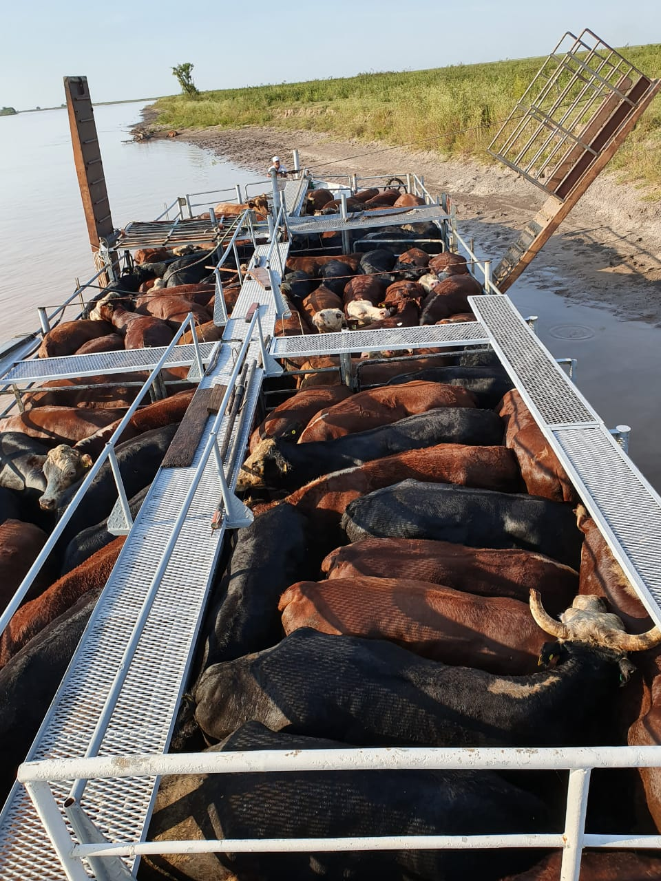 Vista aérea de carga de ganado en barcaza